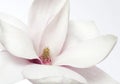 Magnolia flower