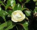 Magnolia flower close-up.