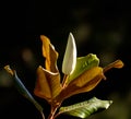Magnolia flower closeup in morning sunlight Royalty Free Stock Photo
