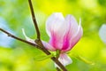 Magnolia flower closeup Royalty Free Stock Photo