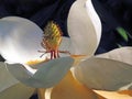 Magnolia Flower