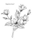 Magnolia flower drawing illustration. Black and white with line art. Royalty Free Stock Photo