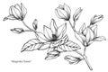 Magnolia flower drawing illustration. Black and white with line art.