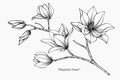 Magnolia flower drawing illustration. Black and white with line art. Royalty Free Stock Photo