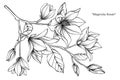 Magnolia flower drawing illustration. Black and white with line art. Royalty Free Stock Photo