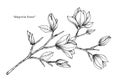 Magnolia flower drawing illustration. Black and white with line art. Royalty Free Stock Photo