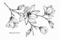 Magnolia flower drawing illustration. Black and white with line art. Royalty Free Stock Photo