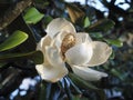 Magnolia Flower