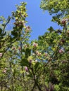 Magnolia Flower, among the green leaves of its tree - in the dendrological park Macea Arad, Arad county, Romania Royalty Free Stock Photo