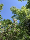 Magnolia Flower, among the green leaves of its tree - in the dendrological park Macea Arad, Arad county, Romania Royalty Free Stock Photo