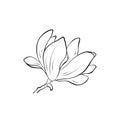 Magnolia flower image. hand drawn flourish illustration. vector floral element for greeting and invitation design