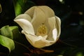 Magnolia flower. In the inside a bee can be seen Royalty Free Stock Photo