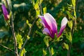 Magnolia flower in the morning Royalty Free Stock Photo