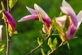 Magnolia flower in the morning Royalty Free Stock Photo