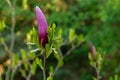 Magnolia flower in the morning Royalty Free Stock Photo