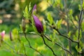 Magnolia flower in the morning Royalty Free Stock Photo