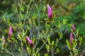 Magnolia flower in the morning Royalty Free Stock Photo