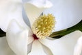 White Magnolia Flower with Nectar Drops, Macro Royalty Free Stock Photo