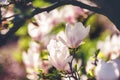 Magnolia flower in the park on dark background Royalty Free Stock Photo