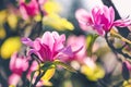 Magnolia flower in the park on dark background Royalty Free Stock Photo