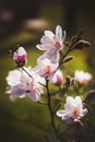 Magnolia flower in the park on dark background Royalty Free Stock Photo