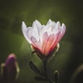 Magnolia flower in the park on dark background Royalty Free Stock Photo
