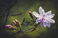 Magnolia flower in the park on dark background Royalty Free Stock Photo