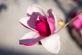 Blooming magnolia flowers in springÃ¯Â¼ÅPurple magnolia