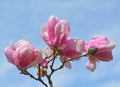 Magnolia flower Royalty Free Stock Photo