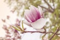 Magnolia flower