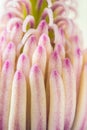 Magnolia flower pistil in spring