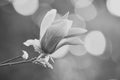 Magnolia flower purple blossom on bokeh natural background. Royalty Free Stock Photo