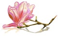 Magnolia flower sketch on isolated background.