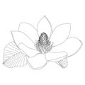 Magnolia flower sketch on white background. Floral botany. Hand drawn botanical illustration in black and white. Line