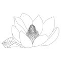 Magnolia flower sketch on white background. Floral botany. Hand drawn botanical illustration in black and white. Line