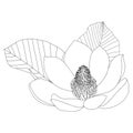 Magnolia flower sketch on white background. Floral botany. Hand drawn botanical illustration in black and white. Line