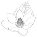 Magnolia flower sketch on white background. Floral botany. Hand drawn botanical illustration in black and white. Line