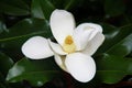 Magnolia Flower - Southern Magnolia Tree Royalty Free Stock Photo