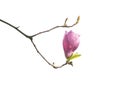 magnolia flower spring branch isolated on white Royalty Free Stock Photo