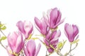 magnolia flower spring branch isolated on white Royalty Free Stock Photo