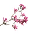 Magnolia flower spring branch isolated on white Royalty Free Stock Photo