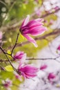 Magnolia flower in spring time Royalty Free Stock Photo