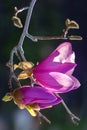 Magnolia flower in spring time vertical image Royalty Free Stock Photo