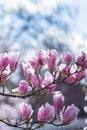 Magnolia flower in spring time vertical image Royalty Free Stock Photo
