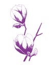 Magnolia flower stamp imprint hand drawing pencil, isolated, white background. Royalty Free Stock Photo