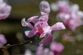 Magnolia flower on tree branch on blurred background. Blossoming flower with violet petals and green leaves Royalty Free Stock Photo
