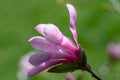 Magnolia flower on tree branch on blurred background. Blossoming flower with violet petals and green leaves Royalty Free Stock Photo