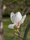 Magnolia flower on tree branch on blurred background Royalty Free Stock Photo