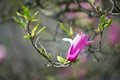 Magnolia flower on tree branch on blurred background Royalty Free Stock Photo