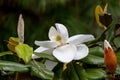 Magnolia flower tree and bud in spring rain Royalty Free Stock Photo